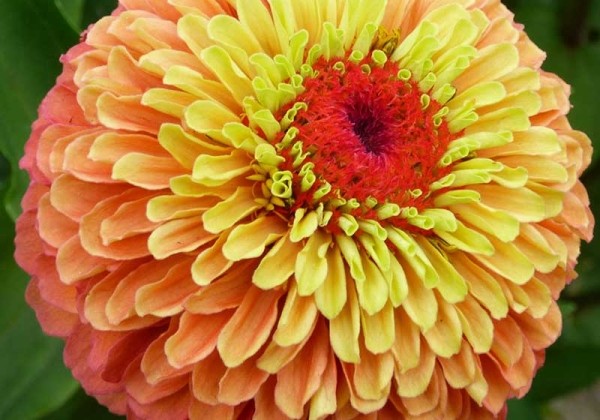 Zinnia elegans Queeny Lime Orange