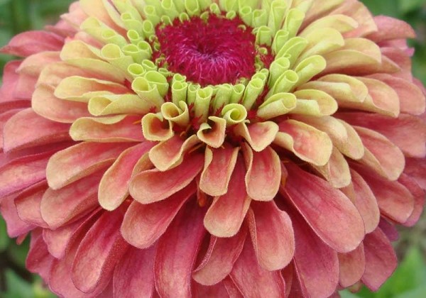 Zinnia elegans Queeny Lime Red