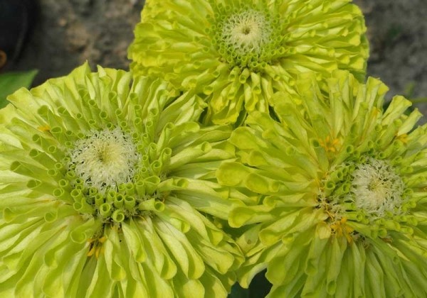 Zinnia elegans Queeny Lime