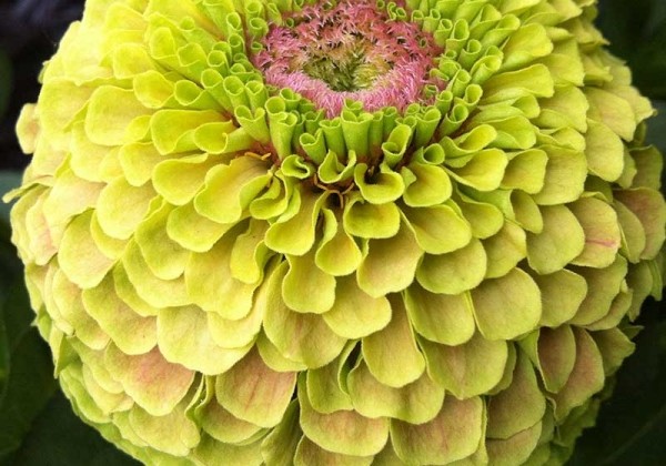 Zinnia elegans Queeny Lime with Blotch