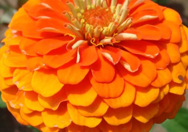 Zinnia elegans Queeny Pure Orange