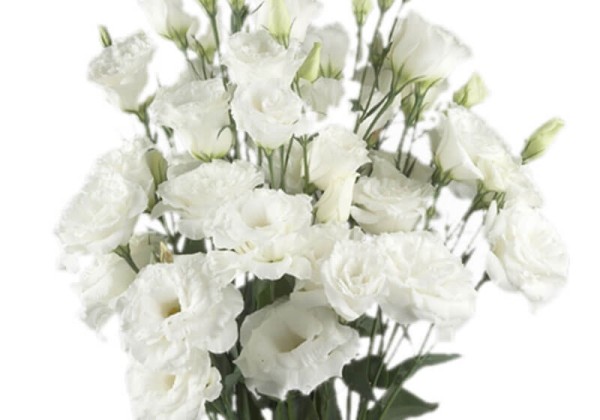 Lisianthus russelianum Super Magic White