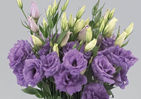 Lisianthus russelianum Super Magic Violet