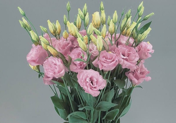 Lisianthus russelianum Super Magic Rose