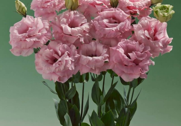 Lisianthus russelianum Super Magic Pink