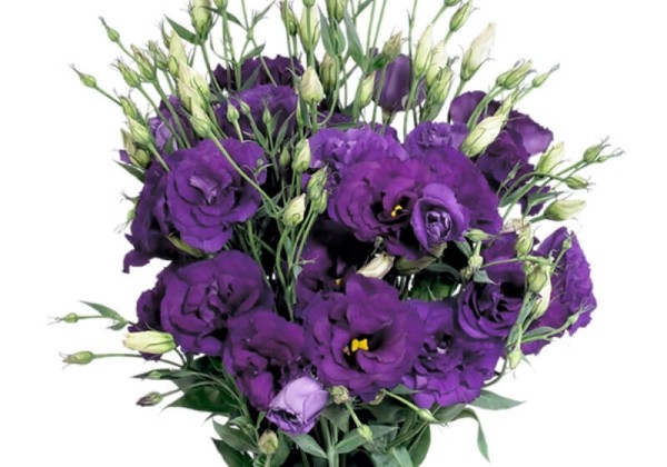 Lisianthus russelianum Super Magic Deep Blue