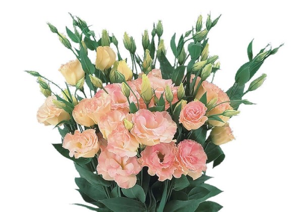 Lisianthus russelianum Super Magic Champagne