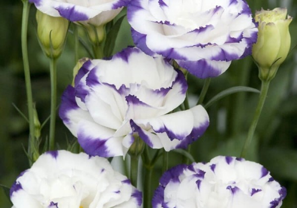Lisianthus russelianum Super Magic Blue Picotee