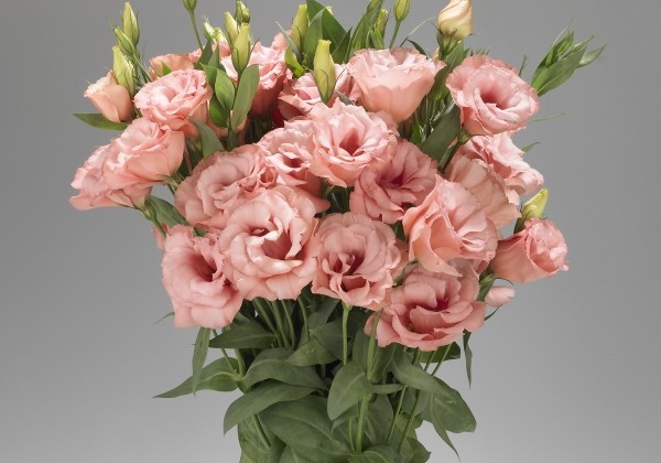 Lisianthus russelianum Super Magic Apricot