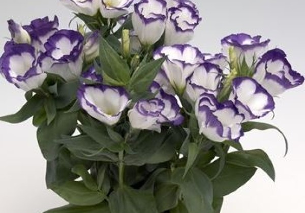 Lisianthus grandiflorum  Carmen Blue Rim