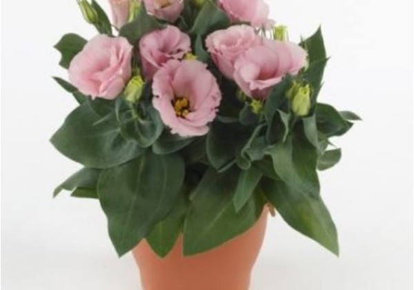 Lisianthus grandiflorum  Julietta F1 Pink
