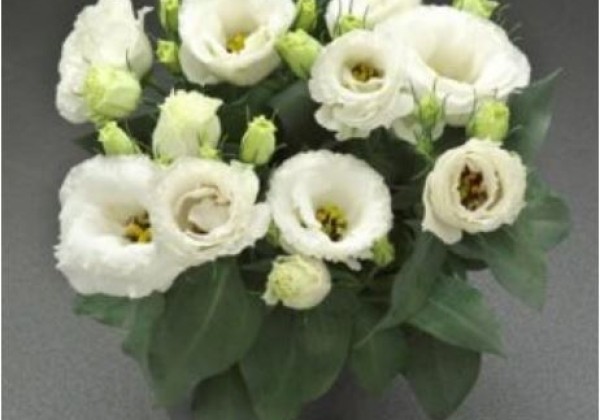 Lisianthus grandiflorum  Julietta F1 White