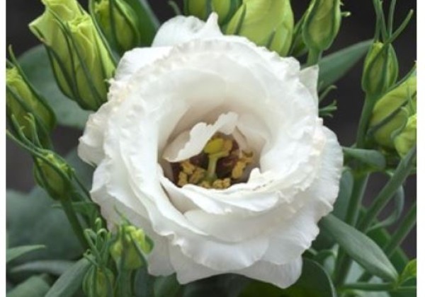 Lisianthus grandiflorum  Julietta F1 White