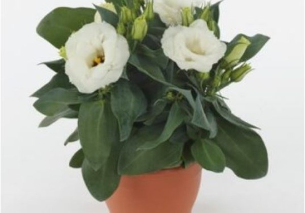 Lisianthus grandiflorum  Julietta F1 White