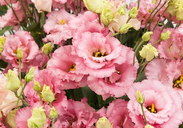 Lisianthus russelianum Alissa MIX