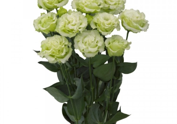 Lisianthus russelianum Corelli SU 3 Green