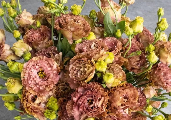 Lisianthus russelianum Rosanna 2 Terracotta