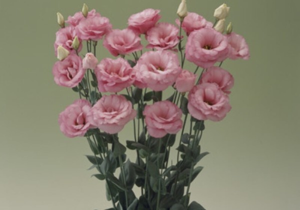 Lisianthus grandiflorum  Carmen Rose