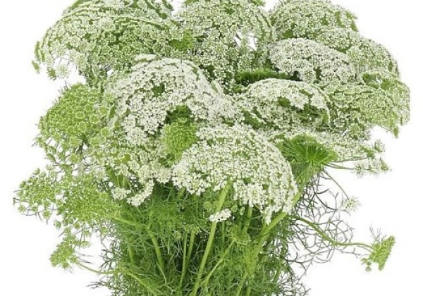 Ammi Visnaga Casablanca