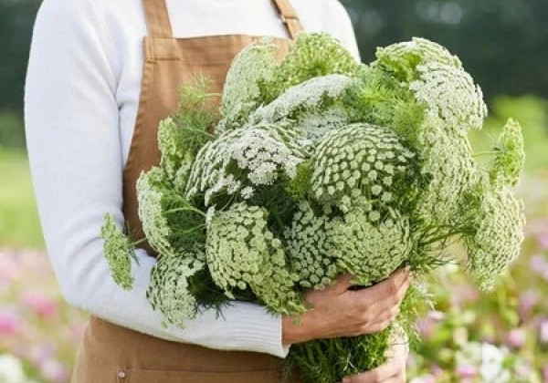 Ammi Visnaga Green Mist