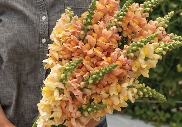 Antirrhinum majus Avignon Apricot