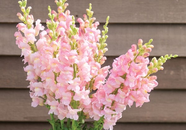 Antirrhinum majus Avignon Light Rose