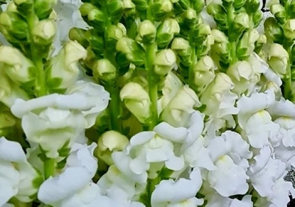 Antirrhinum majus Avignon White
