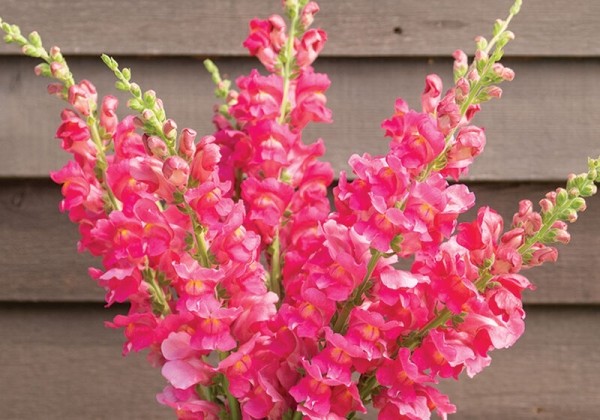 Antirrhinum majus Avignon Cherry Rose