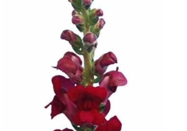 Antirrhinum majus Avignon Magenta