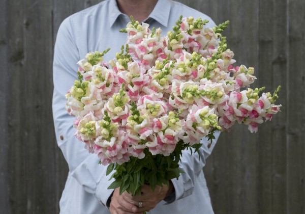 Antirrhinum majus Opus Appleblossom