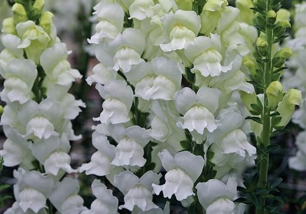 Antirrhinum majus Opus Fresh White