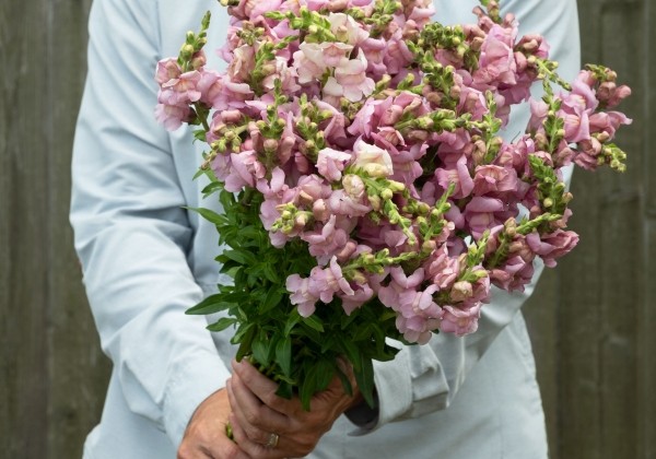 Antirrhinum majus Opus Lavender