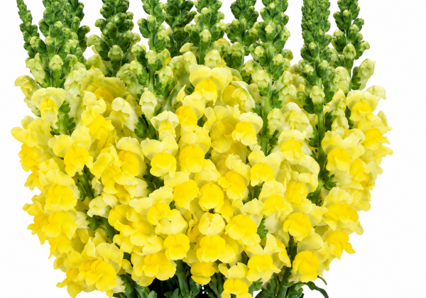 Antirrhinum majus Cool Yellow