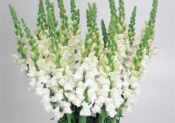 Antirrhinum majus Cool White