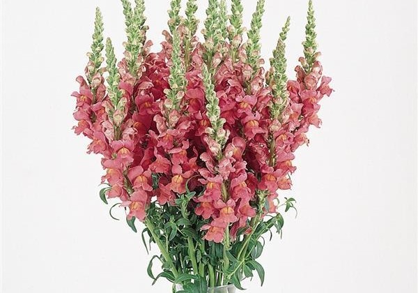 Antirrhinum majus Cool Rose