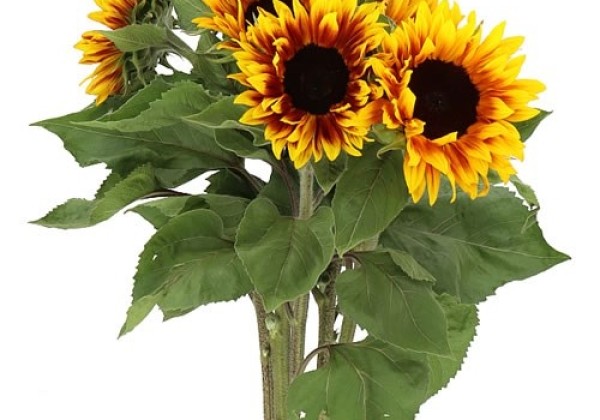 Helianthus annuus Ziggy