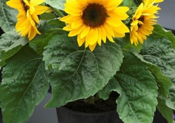 Helianthus annuus Smiley