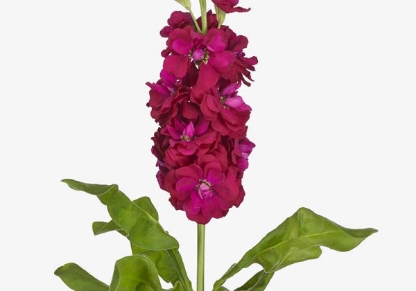 Matthiola incana Jaxz Red