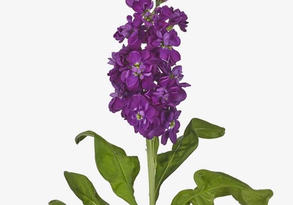 Matthiola incana Jaxz Blue