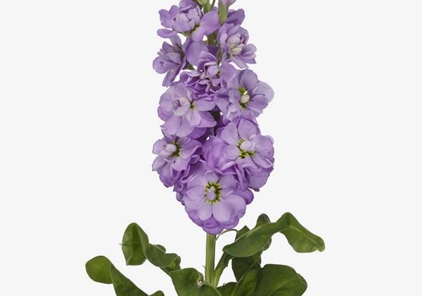 Matthiola incana Jaxz Lavender