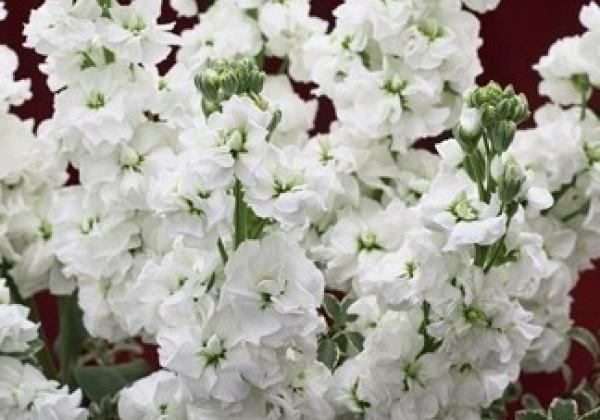 Matthiola incana Noble White