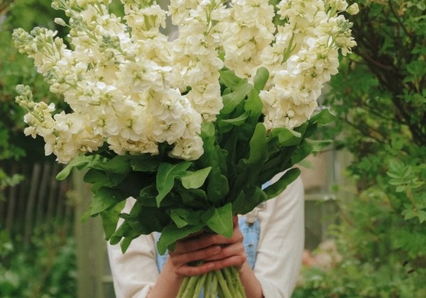 Matthiola incana Noble Cream Yellow