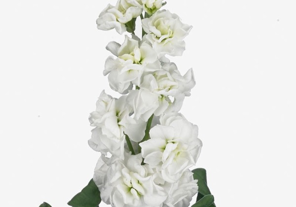 Matthiola incana Arrow White