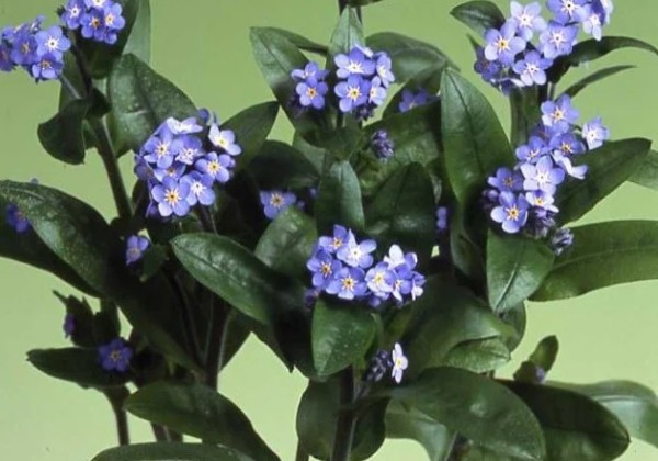 Myosotis Blue