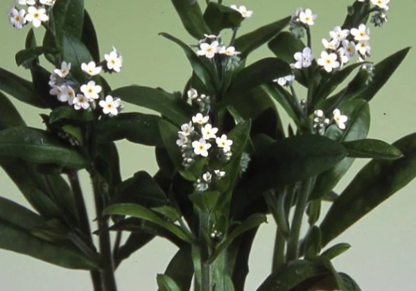 Myosotis White