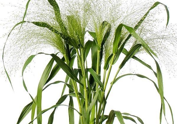 Panicum Fontaine