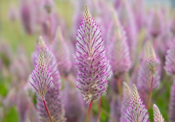 Ptilotus Mathilda