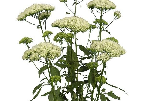 Trachelium Supreme White