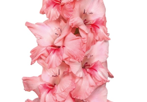 Gladiolus Adrenalin