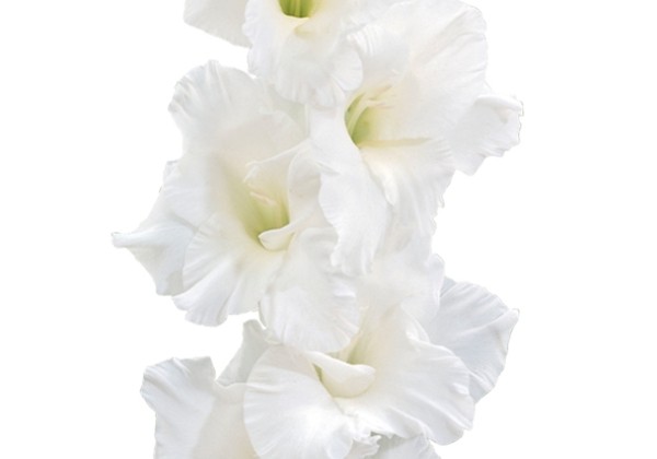 Gladiolus Amsterdam